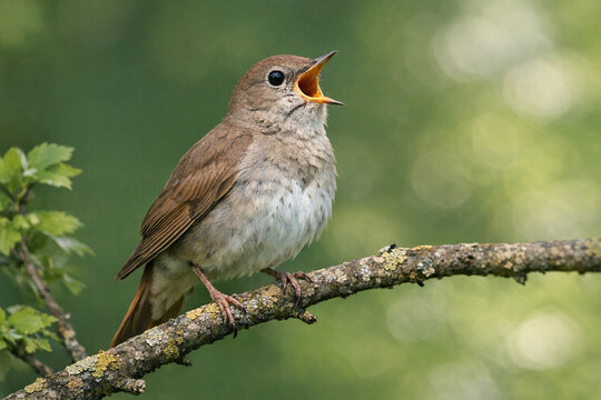 Brown thrasher perches on mossy branch