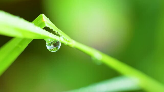 Extreme close up of a single water droplet hanging from a vibrant green leaf. Perfect for sustainability, wellness, and ecofriendly environmental concepts.