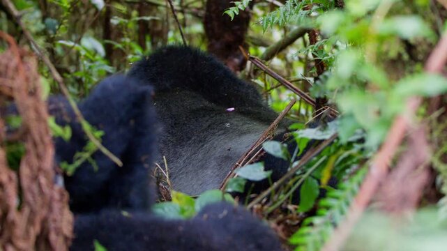 Young mountain gorillas interact beside a silverback among dense vines, moss and broadleaf foliage in Bwindi Impenetrable National Park, southwestern Uganda, Africa