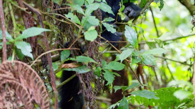 Young mountain gorilla climbs and plays on a moss covered tree among vines, ferns and broadleaf foliage in Bwindi Impenetrable National Park, southwestern Uganda, Africa