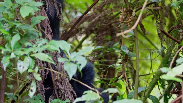 Mountain gorillas feed on forest vegetation among vines, ferns, moss and leafy branches in Bwindi Impenetrable National Park, southwestern Uganda, Africa