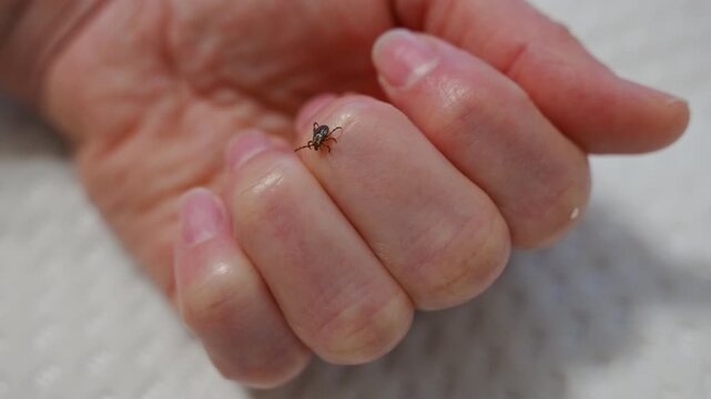 Tick crawling on human finger, tick bite and Lyme disease