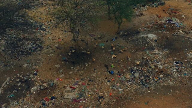 Drone view of Egyptian vultures and other scavenging birds feeding among dumped rubbish beneath thorn trees in the Thar Desert, Sindh, Pakistan.
