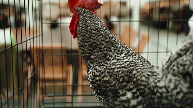 Rooster standing inside a cage, looking out with a black and white speckled pattern and red comb, blurring background