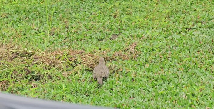 squirrel on the grassSpotted dove in the lawn.Spotted dove in the bsckyard.Small bird pecks at grass near patchy weeds. Green field stretches wide and vibrant. Animal forages quietly, undisturbed. Nat