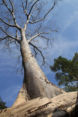 Fototapeta premium tree in a ruined buddhist and hindu khmer temple (ta prohm) in angkor in siem reap in cambodia 