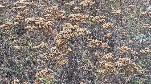Dried plant flower heads with seeds