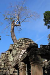 Obraz premium ruined buddhist and hindu khmer temple (ta prohm) in angkor in siem reap in cambodia 