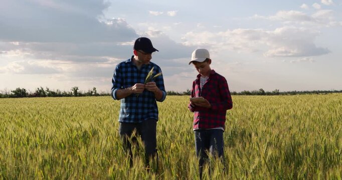 Father and son inspect wheat in field. Dad and child discuss farming and agriculture while examining grain together. Rural teamwork supports hands-on agricultural learning under warm summer skies