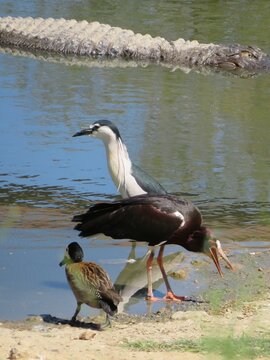 Oiseaux