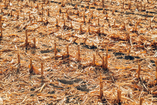Harvested maize field covered with dry corn stover, cut stalks and shredded plant residue. Post-harvest agricultural landscape, crop residue management, soil protection, sustainable farming concept.