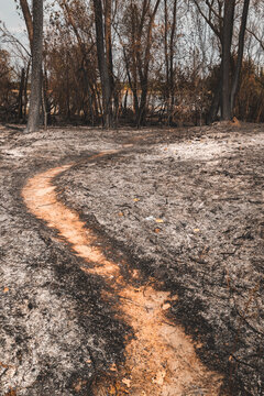Bare dirt trail cutting through soot and ash in a burned woodland area. Concept of wildfire devastation, path to recovery, ecological damage, and climate change impacts.
