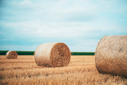 Large round hay bales resting in a harvested field under a blue summer sky. Rural landscape, agriculture and post-harvest farming concept.