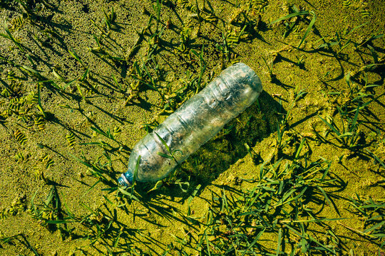 Discarded single-use plastic water bottle trapped in dense algae and duckweed. Concept of aquatic habitat destruction, freshwater pollution, microplastic threats, and environmental ecology.