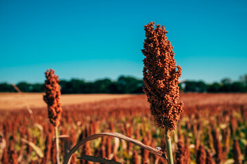 Obraz premium Close-up shot of reddish-brown ripe grain sorghum (sorghum bicolor) heads growing in an agricultural field against a clear blue sky.