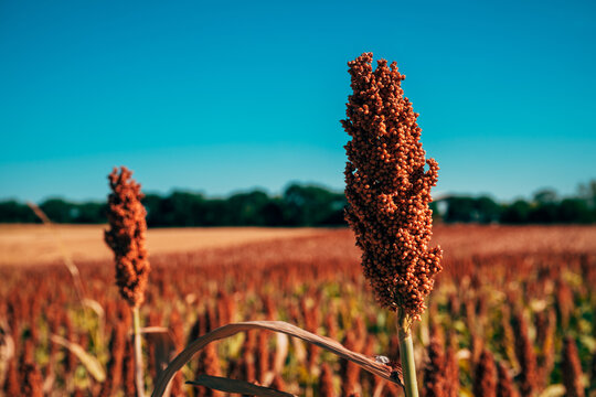 Close-up shot of reddish-brown ripe grain sorghum (sorghum bicolor) heads growing in an agricultural field against a clear blue sky.