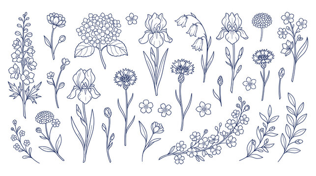 Hand drawn garden flowers and wild herbs outline vector collection.