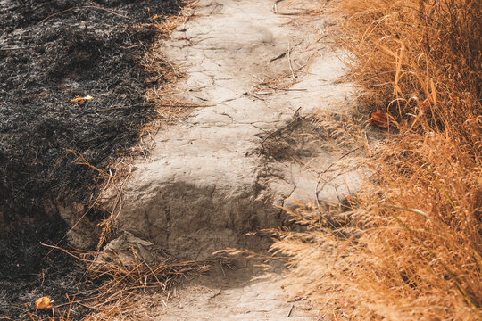 Sharp contrast between scorched earth and unburned dry grass divided by a trail. Concept of firebreaks, wildfire containment, environmental resilience, and climate threat.