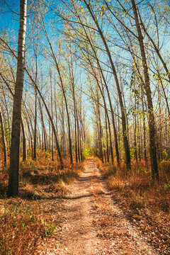 Scenic forest path framed by slender poplar trees under a clear sky. Concept of outdoor exploration, natural pathways, forestry management, and rural tranquility.