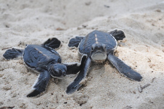 The green sea turtle (Chelonia mydas) is one of the world's largest species of sea turtle and the only herbivore among them. Despite their name, their shells are actually olive-gold, brown, or black; 