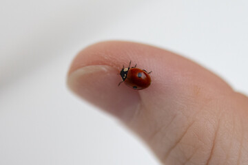 Small red ladybug resting on a human thumb © Cavan