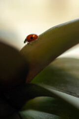 A small ladybug crawls on a green plant leaf © Cavan