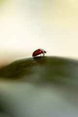 A small red ladybug walking on a green leaf © Cavan