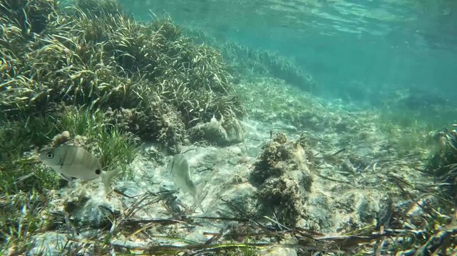 Two fish swim over a sandy seabed with seagrass