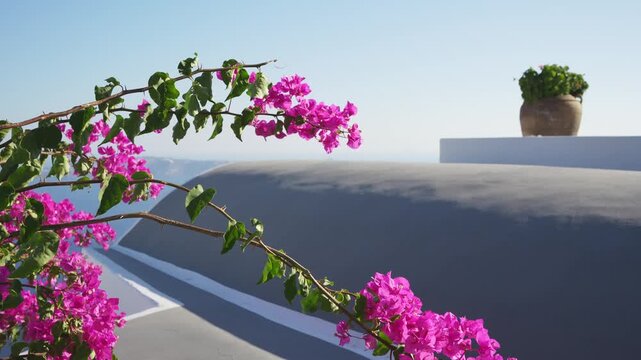Terrace with pink flowers in Santorini island, Greece.