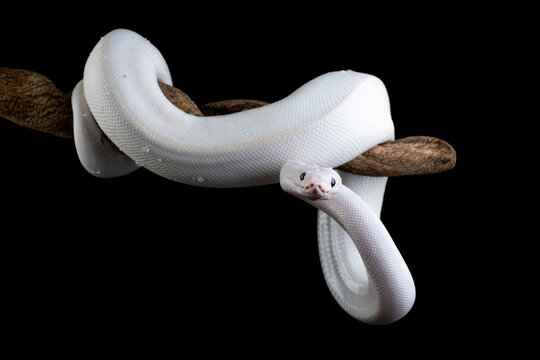 A white leucistic ball python snake wrapped around a branch