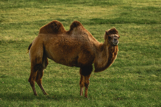 Smiling Bactrian camel standing in a green grassy field