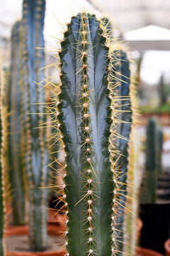Single column 'Pilosocereus Azureus' cactus in flower pot