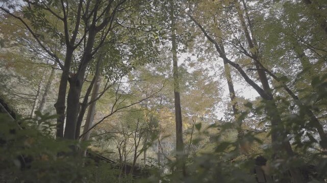 日本の原風景 鮮やかなグラデーションの秋の木々を仰ぎ見る緩やかなカメラワーク Log撮影 / Japan's Unspoiled Landscape Slow Low Angle Camera Movement Looking Up at Colorful Autumn Canopy Log footage