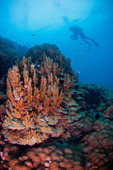 A thriving underwater ecosystem featuring vibrant hard and soft coral formations surrounded by a school of small tropical fish swimming in clear blue sea water. Great for nature, environmental, and tr © johanjoe