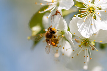Honeybee pollinating white cherry blossom flower © schankz