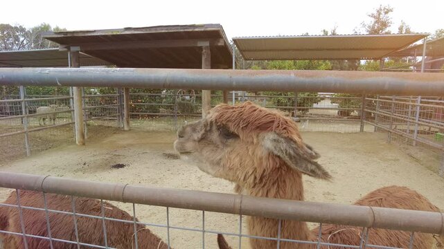 Two domesticated alpacas in a pin at a farm in southern California. Shot during afternoon with a stabilized handheld camera.