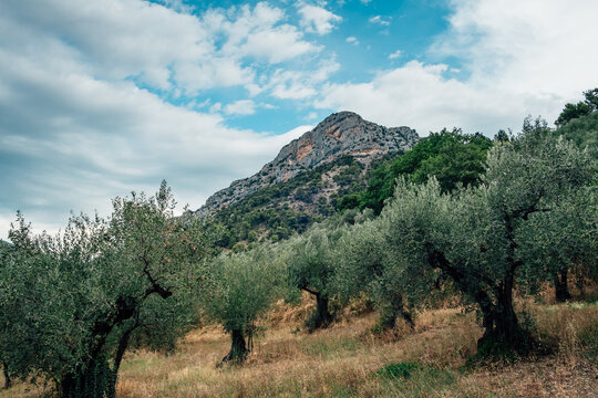 Traditional olive grove and limestone cliff in Buis-les-Baronnies