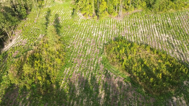 Aerial view of sustainable forest management project