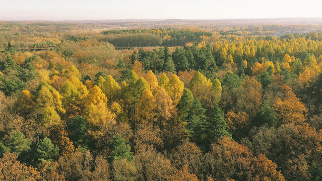 Golden autumn woodland landscape aerial