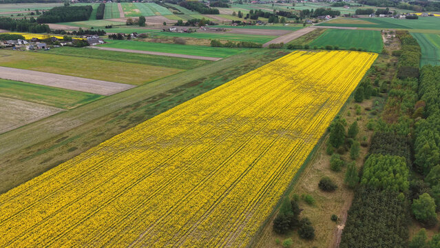 Aerial photography of blooming agricultural crop fields