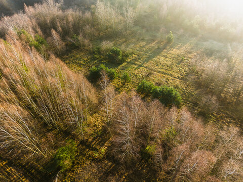 Natural beauty of spring with trees beginning to green