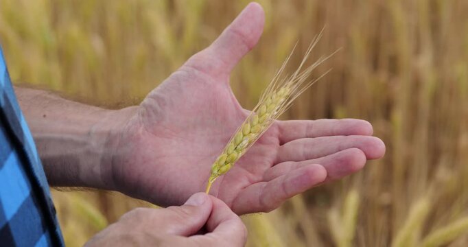 Agronomist holds wheat ear in hands across golden field. Close-up shows ripe grain during summer as specialist inspects crop quality, maturity and plant development in warm sunlight.
