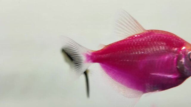 Close-up of Black Neon Tetra Swimming