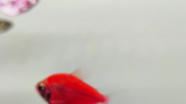 Macro View of Small Zebrafish Swimming in Water