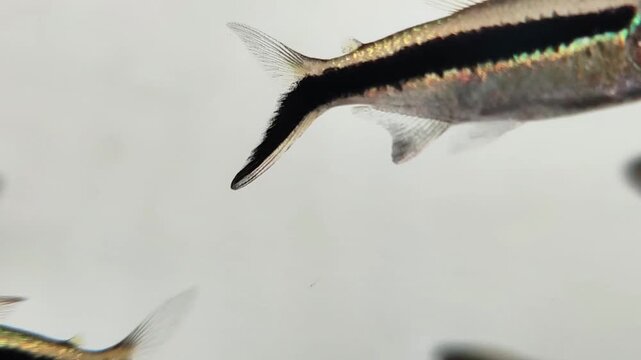 Black Neon Tetra Swimming on Isolated White Background
