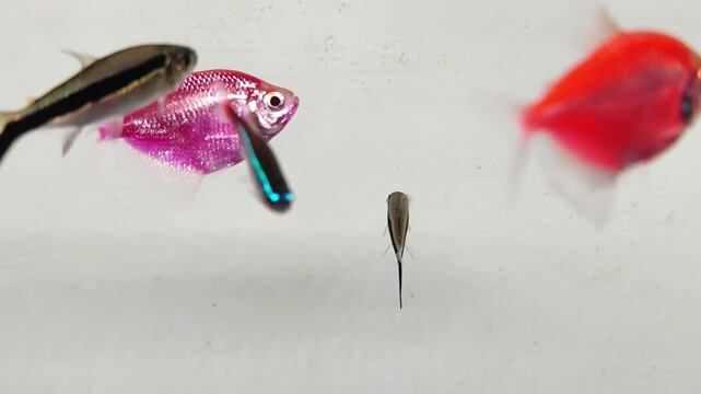 Macro Shot of Colorful Fluorescent GloFish Swimming in Tank