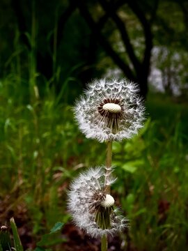 dandelion seed head