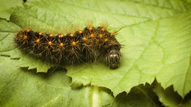 Acronicta auricoma larva feeding on a leaf