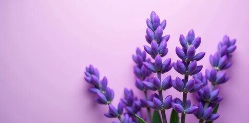 Fototapeta premium Pastel purple backdrop, profuse lavender bouquet , soft, photography