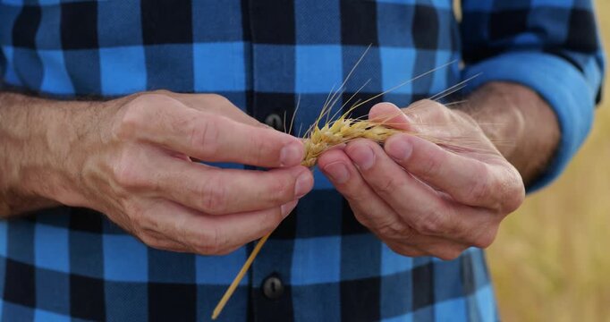 Farmer carefully examines wheat grain by hand in field. Close up shows mature cereal ear during harvest season. Rural agriculture highlights crop quality, food production, and sustainable farming.